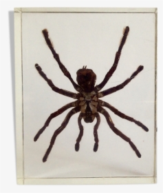 Spider Under Resin"  Src="https - Araignee Sous Resine, HD Png Download, Free Download